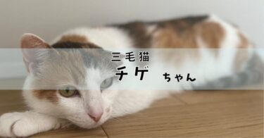 チゲ｜三毛猫♀｜みんなのハッピーにゃいふ紹介７